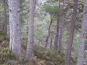 Forest above the Allt Ruadh - geograph.org.uk - 318433