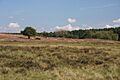 Foxhole Heath - geograph.org.uk - 924932