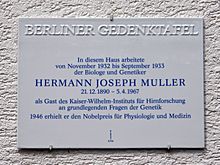 Gedenktafel Hermann Joseph Muller