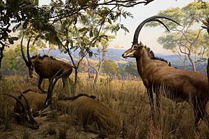 Giant Sable Antelope (22018702922).jpg