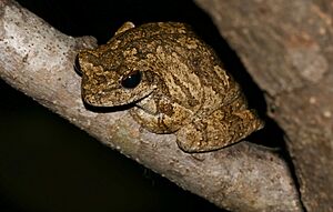 Grey Foam-nest Treefrog (Chiromantis xerampelina) (16493268352)