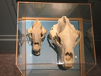Grizzly Skull Comparison, Denver Museum of Nature and Science