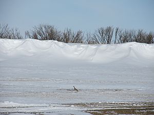 Four Buttes, Montana Facts for Kids