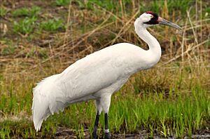Grus americana -International Crane Foundation, Baraboo, Wisconsin, USA-8a.jpg