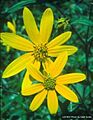 Helianthus schweinitzii