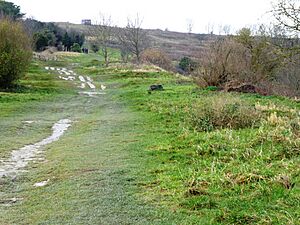 High Meadow 11
