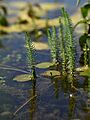Hippuris vulgaris kz13