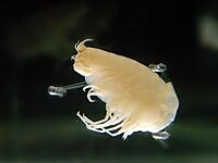 Hirondellea gigas