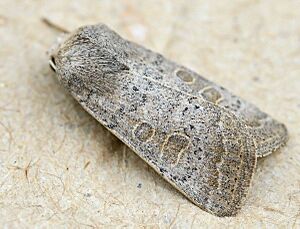 Hoplodrina blanda01