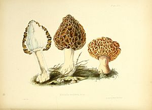 Illustrations of British mycology (Plate XIII) (8618303389)