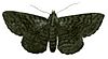 Illustrations of Exotic Entomology Noctua Undularis.jpg
