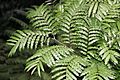 KingFernFrond