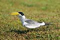 Large-billed Tern (Phaetusa simplex), Pantanal, Brazil