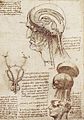 Leonardo Da Vinci's Brain Physiology