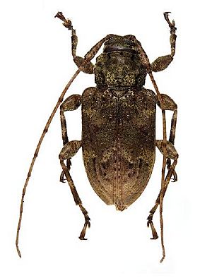 Leptostylopsis basifulvus.JPG