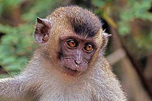 Long-tailed macaque (Macaca fascicularis) juvenile 2