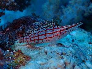 Longnose Hawkfish at Chole Bay - Zanzibar.jpeg