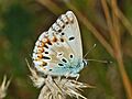 Lycaenidae - Polyommatus (Lysandra) coridon - Aberrant male