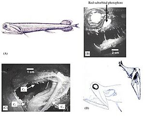 M. niger Morphology Characteristics