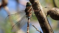 Male Blue-spotted Hawker detail (13162786644)