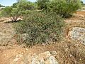 Melaleuca fulgens (habit)