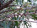 Melaleuca shiressii fruit