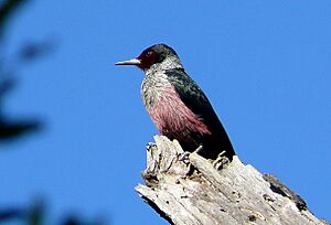 Melanerpes lewis -California-8.jpg