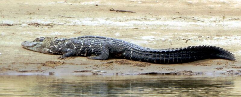 Melanosuchus niger (cropped-01)
