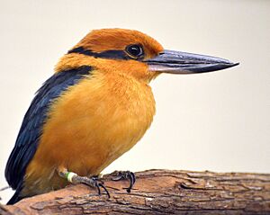 Micronesian Kingfisher 1644.jpg