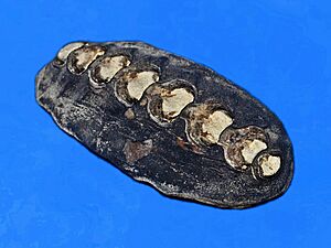 Mopaliidae - Katharina tunicata