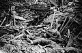NLS Haig - Smashed up German trench on Messines Ridge with dead (cropped)