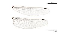 Notoaeschna geminata male wings (34895827022)