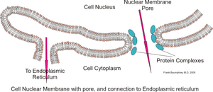Nuclear membrane