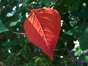Omalanthus nutans - senescent leaf.JPG