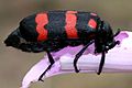 Orange Blister Beetle (Mylabris pustulata) on Ipomoea carnea W2 IMG 0597