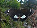 Papilio aegeus 2