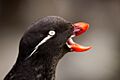Parakeet auklet on the Pribilof Islands by Michael Johns USFWS