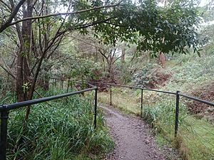 Path along an Orphan School Creek in Sydney