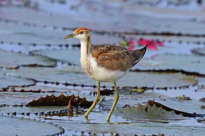 Pheasant-tailed jacana (Hydrophasianus chirurgus) juvenile