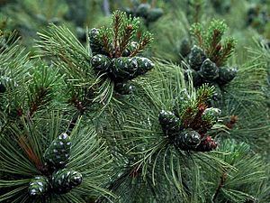 Pinus pumila1.JPG
