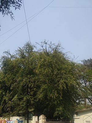 Pithecellobium dulce in Swargate, Pune 