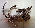 Plateosaurus SMNS F33