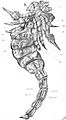 Pocock, The Scottish Silurian Scorpion pl. 19