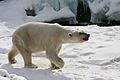 Polar Bear - Buffalo Zoo