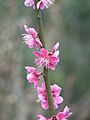 Prunus mume Beni chidori - Flickr - peganum (1)