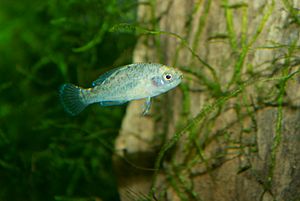 Pygmy Sunfish, Elassoma evergladei