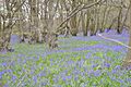 Quendon Wood 1