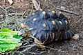 Radiated Tortoise at the Brevard Zoo