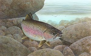 Rainbow trout FWS 1