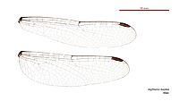 Raphismia bispina male wings (35022836516)